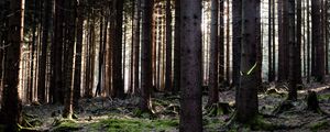 Preview wallpaper trees, forest, trunks, nature