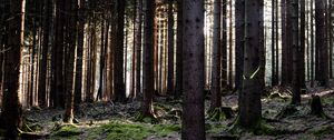 Preview wallpaper trees, forest, trunks, nature