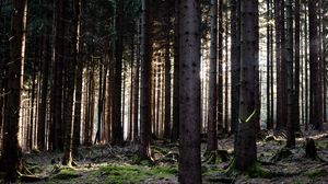 Preview wallpaper trees, forest, trunks, nature