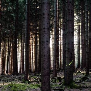 Preview wallpaper trees, forest, trunks, nature