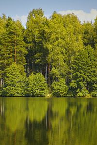 Preview wallpaper trees, forest, water, reflection, lake