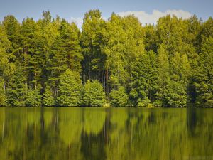 Preview wallpaper trees, forest, water, reflection, lake