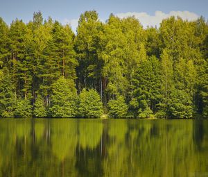 Preview wallpaper trees, forest, water, reflection, lake