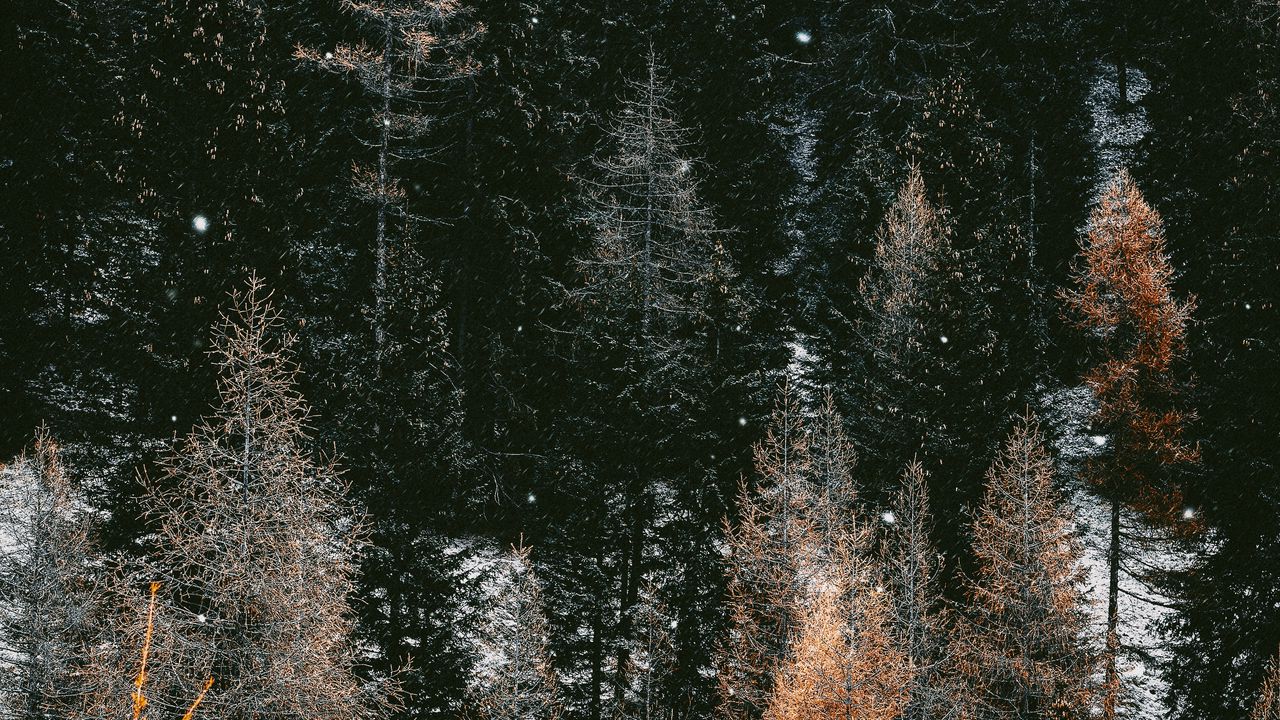Wallpaper trees, forest, winter, snow, snowfall