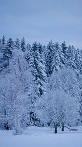 Preview wallpaper trees, forest, winter, snow
