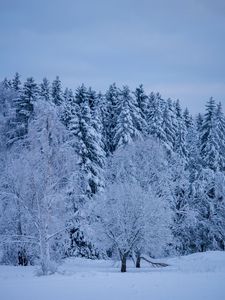 Preview wallpaper trees, forest, winter, snow