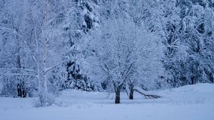 Preview wallpaper trees, forest, winter, snow