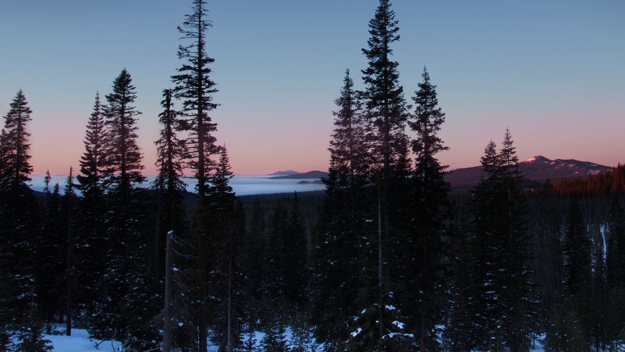 Wallpaper trees, forest, winter, sunrise