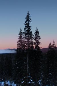 Preview wallpaper trees, forest, winter, sunrise