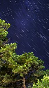 Preview wallpaper trees, freezelight, starry sky, nature