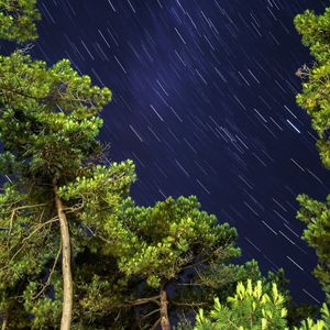 Preview wallpaper trees, freezelight, starry sky, nature