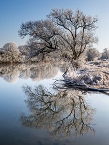 Preview wallpaper trees, frost, lake, reflection