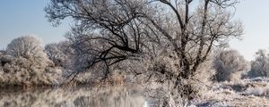 Preview wallpaper trees, frost, lake, reflection