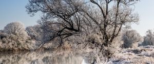 Preview wallpaper trees, frost, lake, reflection