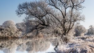 Preview wallpaper trees, frost, lake, reflection