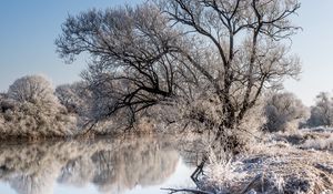 Preview wallpaper trees, frost, lake, reflection