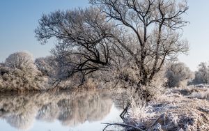 Preview wallpaper trees, frost, lake, reflection