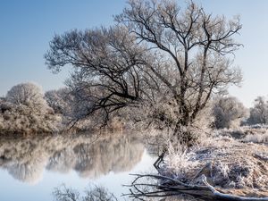 Preview wallpaper trees, frost, lake, reflection