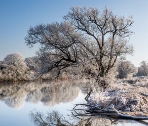 Preview wallpaper trees, frost, lake, reflection