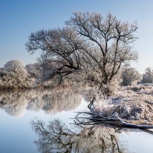 Preview wallpaper trees, frost, lake, reflection