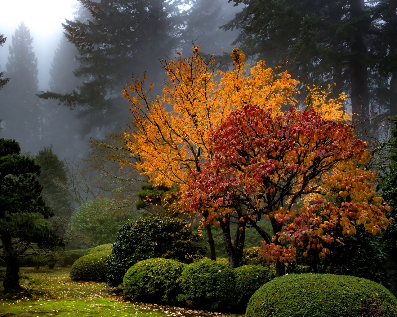 1280x1024 Wallpaper trees, garden, bushes, fog, autumn, nature