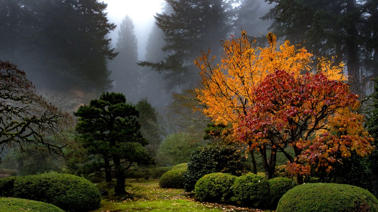 Wallpaper trees, garden, bushes, fog, autumn, nature