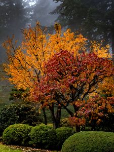 Preview wallpaper trees, garden, bushes, fog, autumn, nature