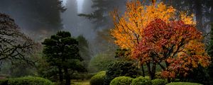 Preview wallpaper trees, garden, bushes, fog, autumn, nature