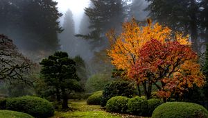 Preview wallpaper trees, garden, bushes, fog, autumn, nature