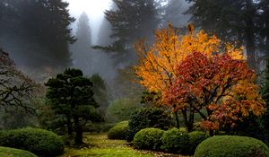 Preview wallpaper trees, garden, bushes, fog, autumn, nature