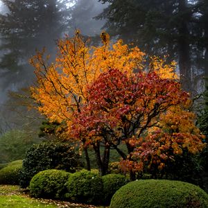 Preview wallpaper trees, garden, bushes, fog, autumn, nature