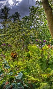 Preview wallpaper trees, garden, bushes, greens, clouds