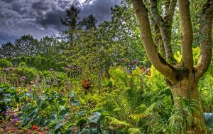 Preview wallpaper trees, garden, bushes, greens, clouds