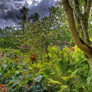 Preview wallpaper trees, garden, bushes, greens, clouds