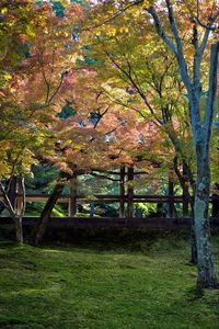 Preview wallpaper trees, garden, landscape, nature