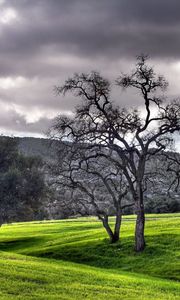 Preview wallpaper trees, garden, sky, cloud, black-and-white, spot