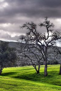 Preview wallpaper trees, garden, sky, cloud, black-and-white, spot