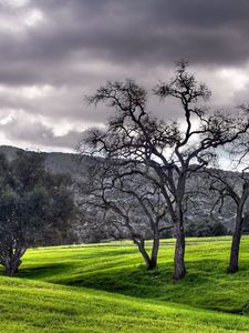 Preview wallpaper trees, garden, sky, cloud, black-and-white, spot