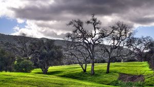 Preview wallpaper trees, garden, sky, cloud, black-and-white, spot