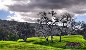 Preview wallpaper trees, garden, sky, cloud, black-and-white, spot