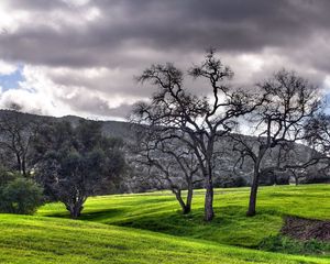 Preview wallpaper trees, garden, sky, cloud, black-and-white, spot