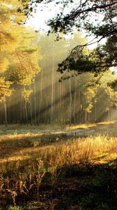 Preview wallpaper trees, glade, light, sun, beams, young growth, edge, dawn