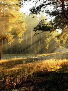 Preview wallpaper trees, glade, light, sun, beams, young growth, edge, dawn