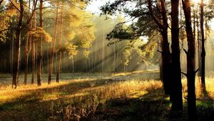 Preview wallpaper trees, glade, light, sun, beams, young growth, edge, dawn