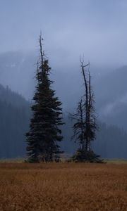 Preview wallpaper trees, glade, mountains, fog, clouds