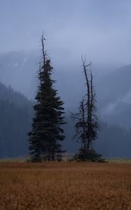 Preview wallpaper trees, glade, mountains, fog, clouds