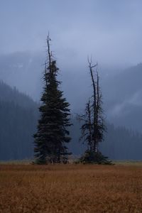 Preview wallpaper trees, glade, mountains, fog, clouds