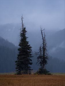 Preview wallpaper trees, glade, mountains, fog, clouds