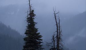 Preview wallpaper trees, glade, mountains, fog, clouds