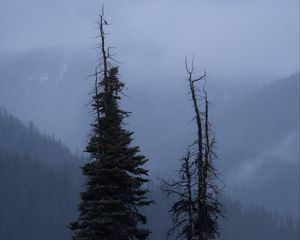 Preview wallpaper trees, glade, mountains, fog, clouds
